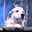 Pnut's Dog (___TUCKER) logo