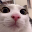 Plink Cat (PLINK) logo