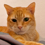 Mack the Meowing Cat (_MACK) logo
